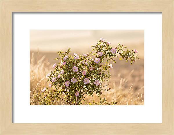 Dog Rose Blooms In Soft Light