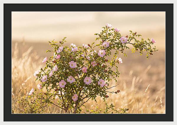 Dog Rose Blooms In Soft Light
