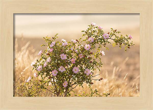 Dog Rose Blooms In Soft Light
