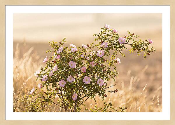 Dog Rose Blooms In Soft Light