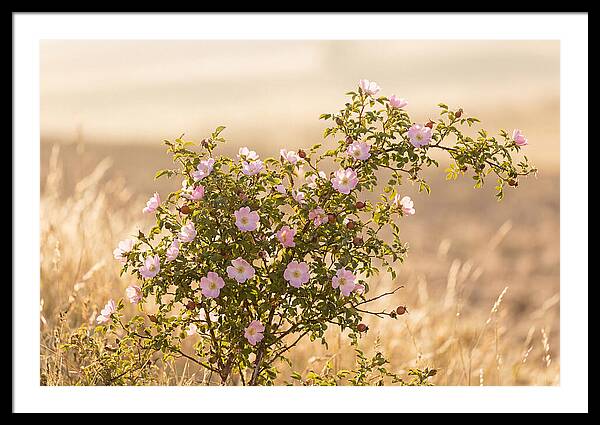 Dog Rose Blooms In Soft Light