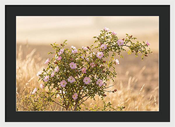 Dog Rose Blooms In Soft Light