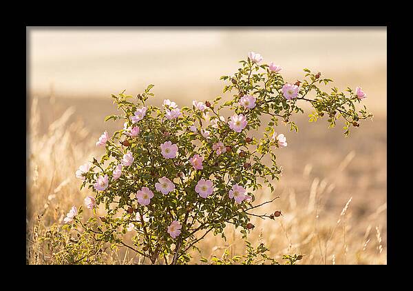 Dog Rose Blooms In Soft Light
