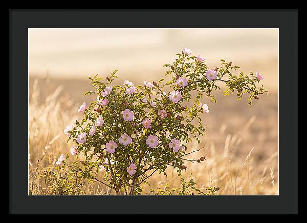 Dog Rose Blooms In Soft Light