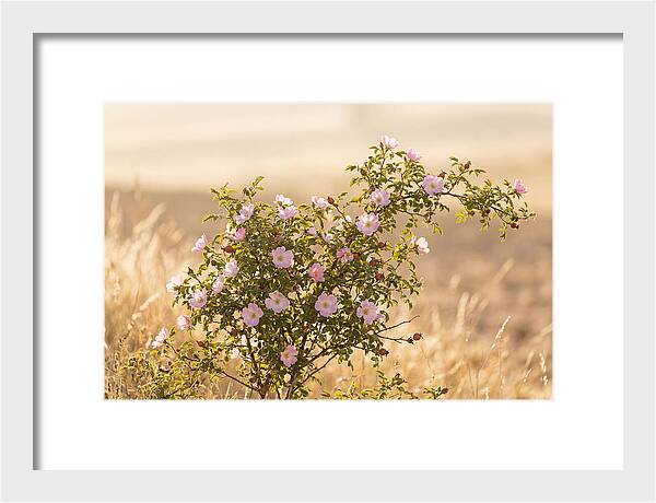 Dog Rose Blooms In Soft Light