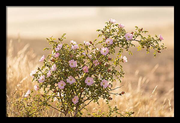 Dog Rose Blooms In Soft Light