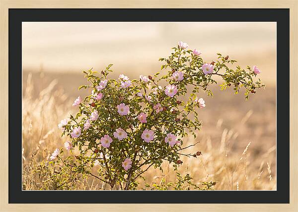 Dog Rose Blooms In Soft Light
