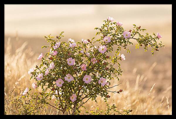 Dog Rose Blooms In Soft Light