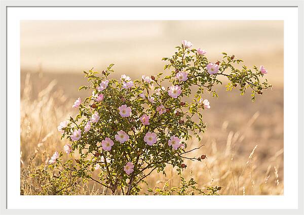 Dog Rose Blooms In Soft Light