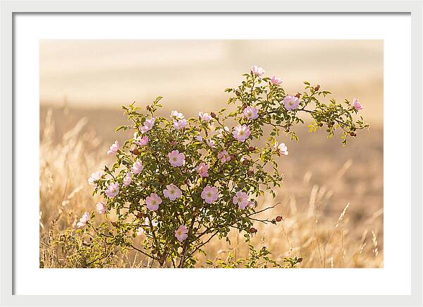 Dog Rose Blooms In Soft Light
