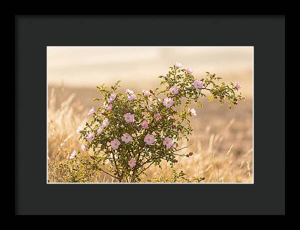 Dog Rose Blooms In Soft Light