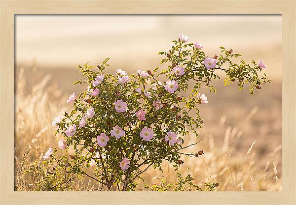 Dog Rose Blooms In Soft Light