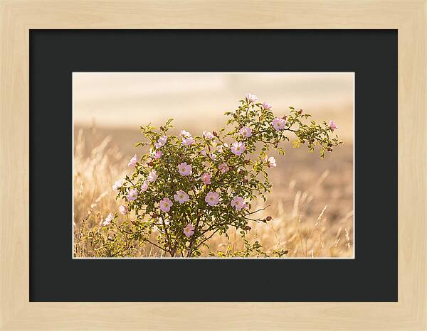 Dog Rose Blooms In Soft Light