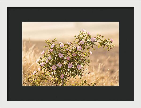 Dog Rose Blooms In Soft Light
