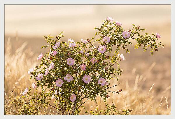 Dog Rose Blooms In Soft Light