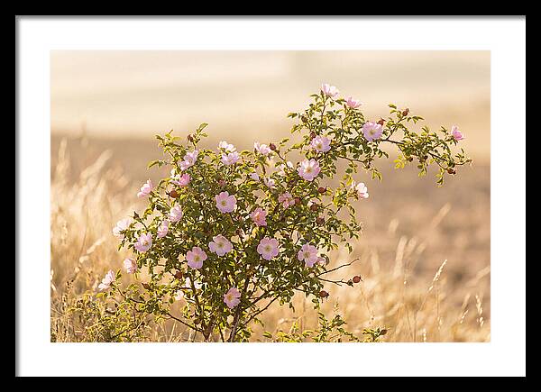 Dog Rose Blooms In Soft Light