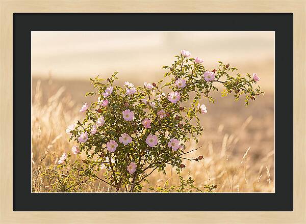 Dog Rose Blooms In Soft Light
