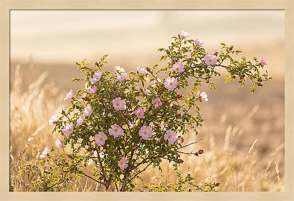 Dog Rose Blooms In Soft Light