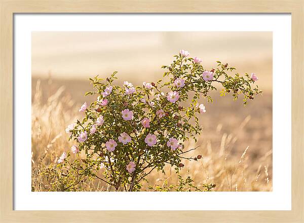 Dog Rose Blooms In Soft Light