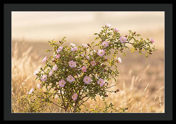 Dog Rose Blooms In Soft Light