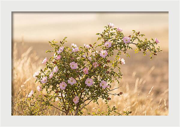 Dog Rose Blooms In Soft Light