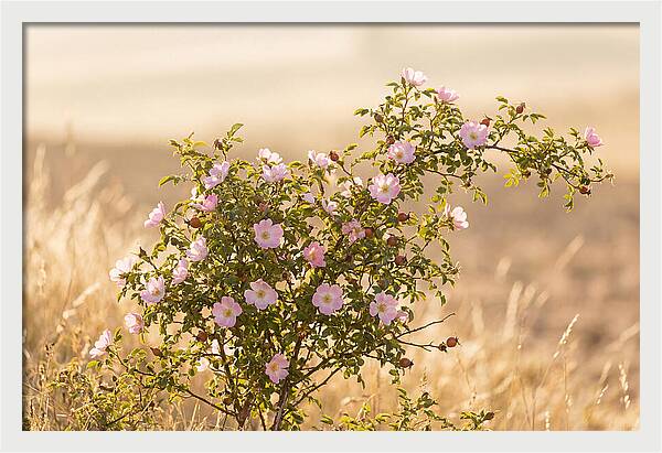 Dog Rose Blooms In Soft Light