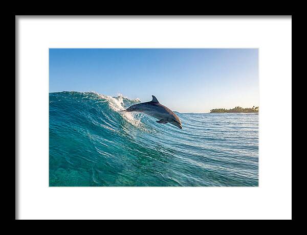 Dolphin Surfing The Wave