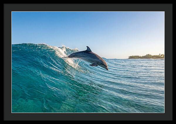 Dolphin Surfing The Wave