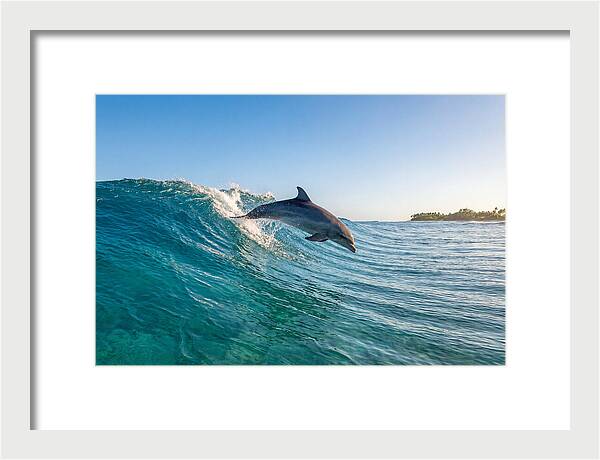 Dolphin Surfing The Wave