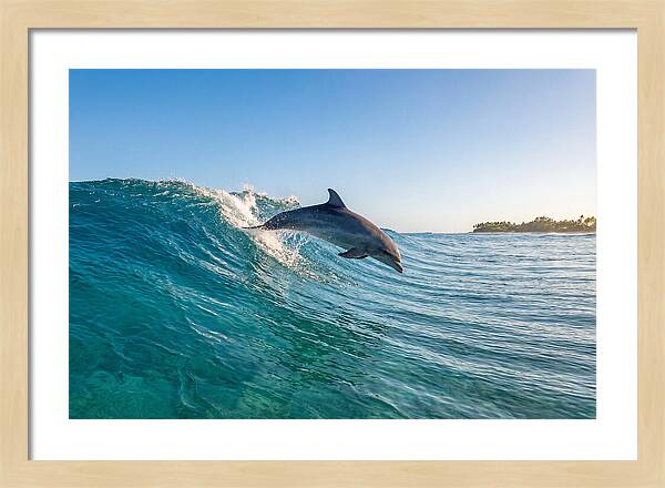 Dolphin Surfing The Wave