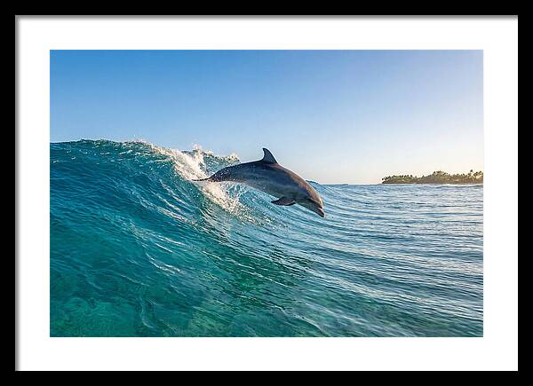 Dolphin Surfing The Wave