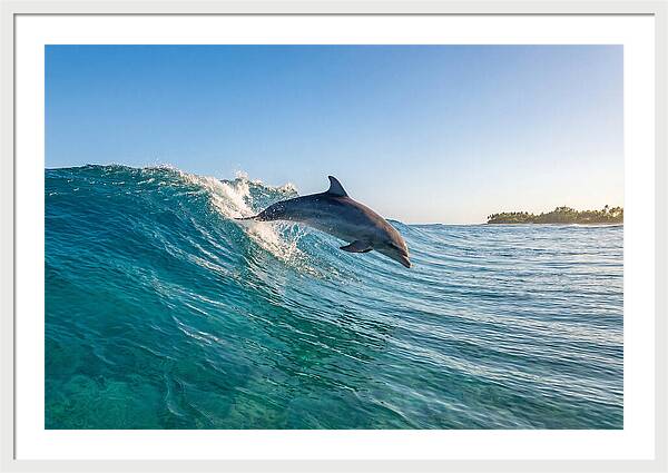 Dolphin Surfing The Wave