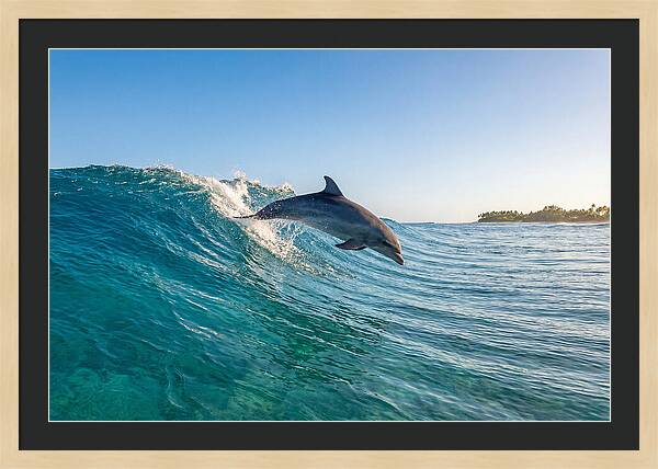 Dolphin Surfing The Wave
