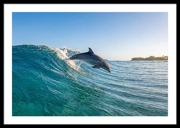 Dolphin Surfing The Wave