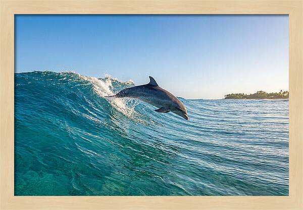 Dolphin Surfing The Wave