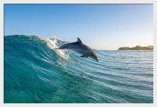 Dolphin Surfing The Wave