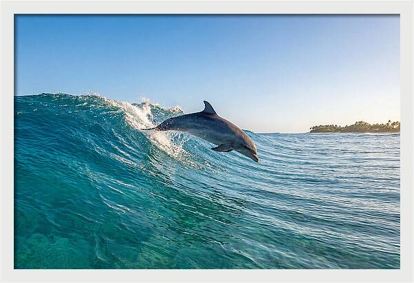 Dolphin Surfing The Wave