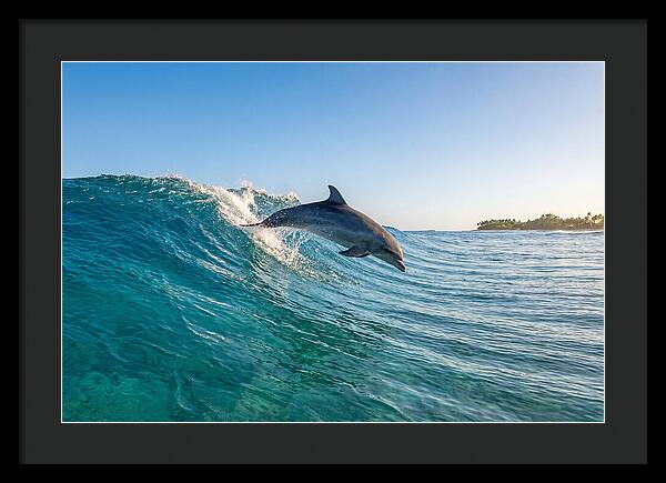 Dolphin Surfing The Wave