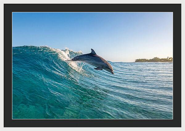 Dolphin Surfing The Wave