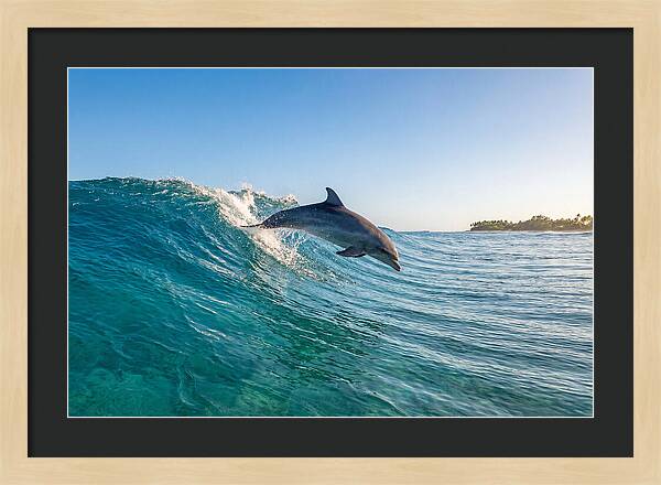 Dolphin Surfing The Wave