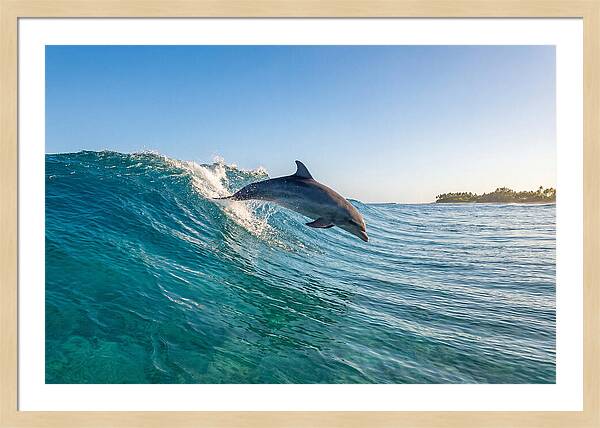 Dolphin Surfing The Wave