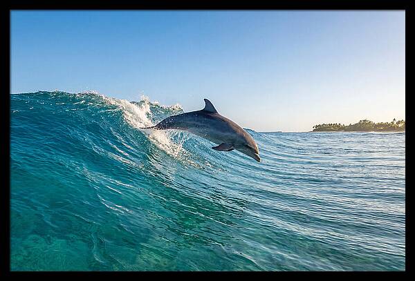 Dolphin Surfing The Wave