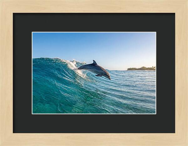 Dolphin Surfing The Wave