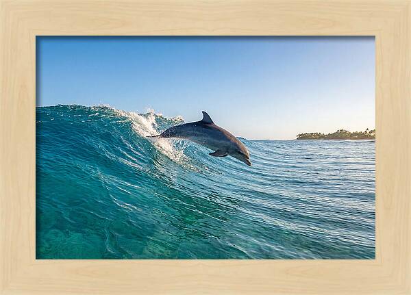 Dolphin Surfing The Wave
