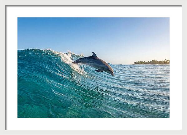 Dolphin Surfing The Wave