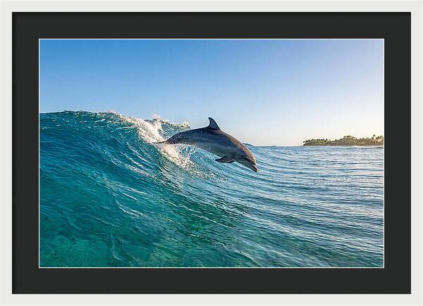 Dolphin Surfing The Wave