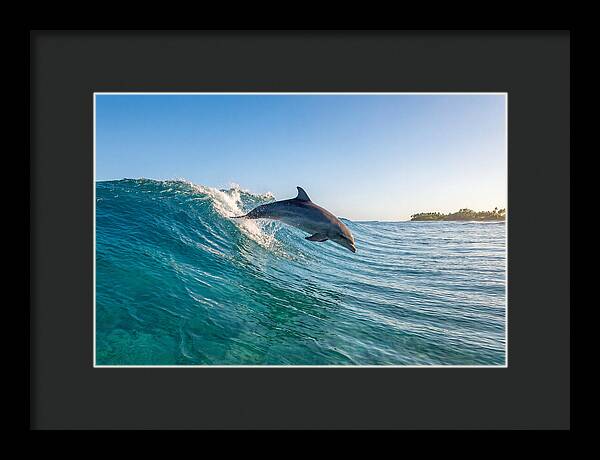 Dolphin Surfing The Wave