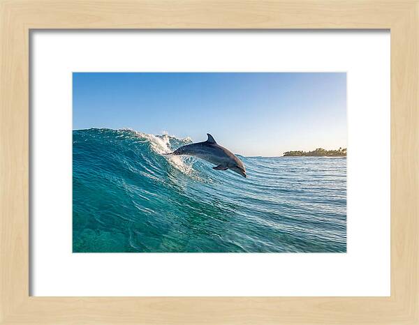 Dolphin Surfing The Wave