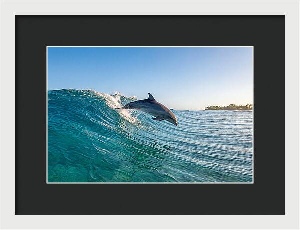 Dolphin Surfing The Wave