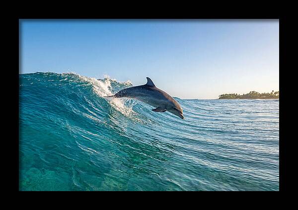 Dolphin Surfing The Wave
